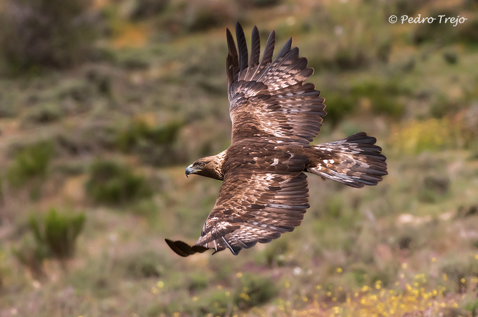 Aguila real (Aguila chrysaetos)